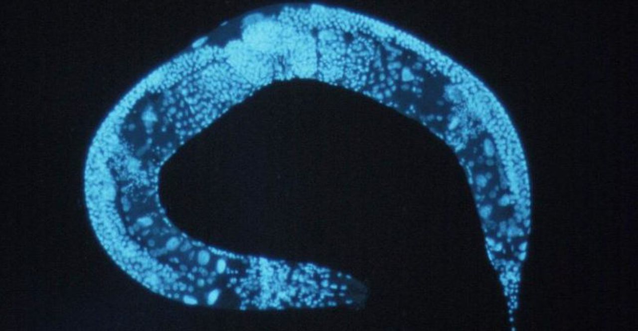 The technology has only been tested on worms so far, image via Wikimedia Commons