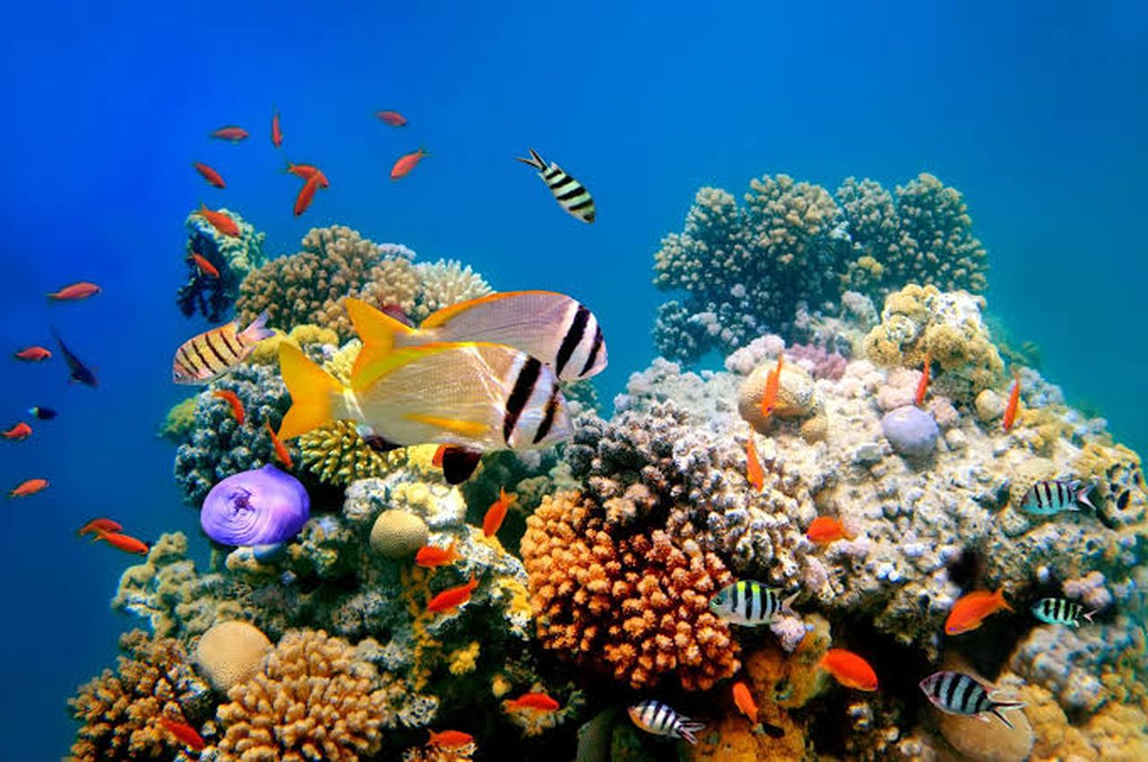 Loudspeakers broadcasting healthy sounds can help coral reef rehabilitation, study finds. Image via Vlad61.