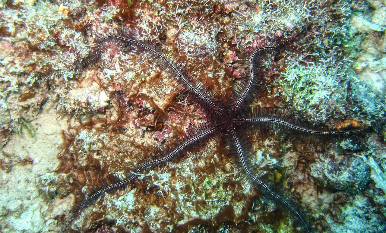 A marine creature, Ophiocoma wendtii, can see without eyes. Image via Mashable India.