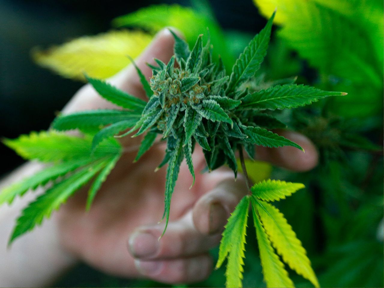 Cannabis products may be banned in UK by next year. Image via The Independent.