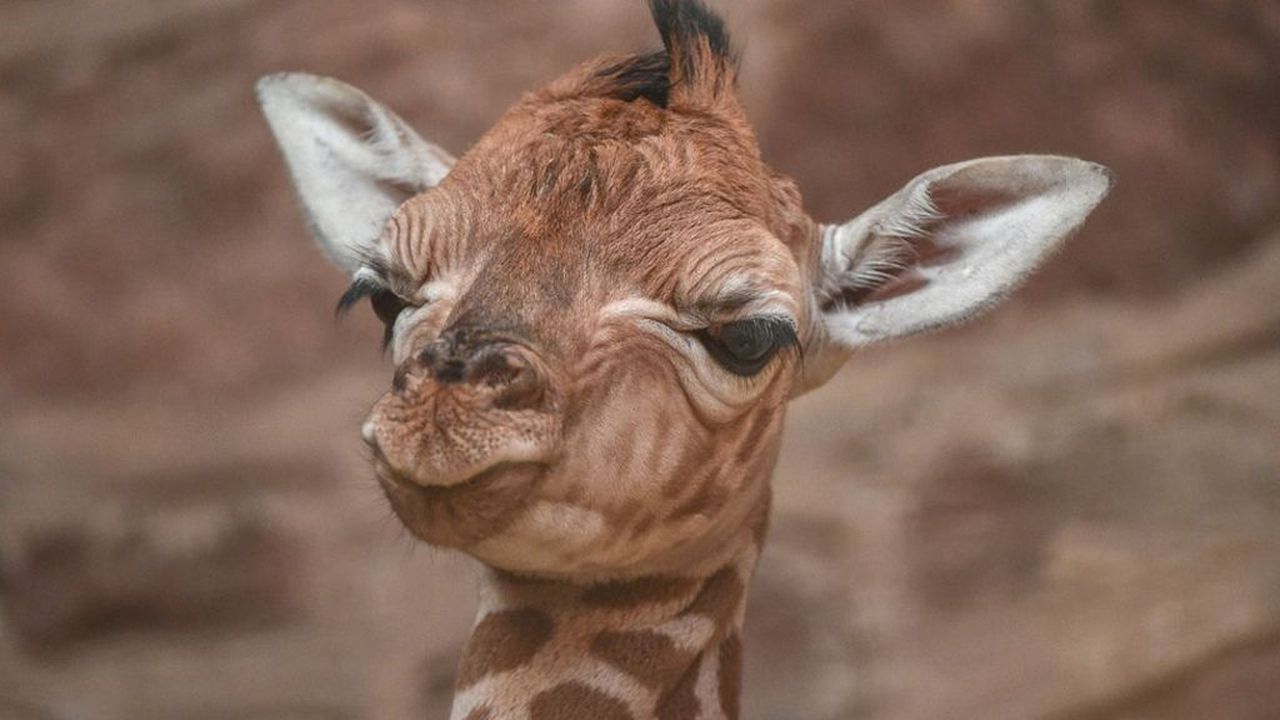 Chester Zoo to offer virtual zoo experience for free amid coronavirus lockdowns. Image via BBC.