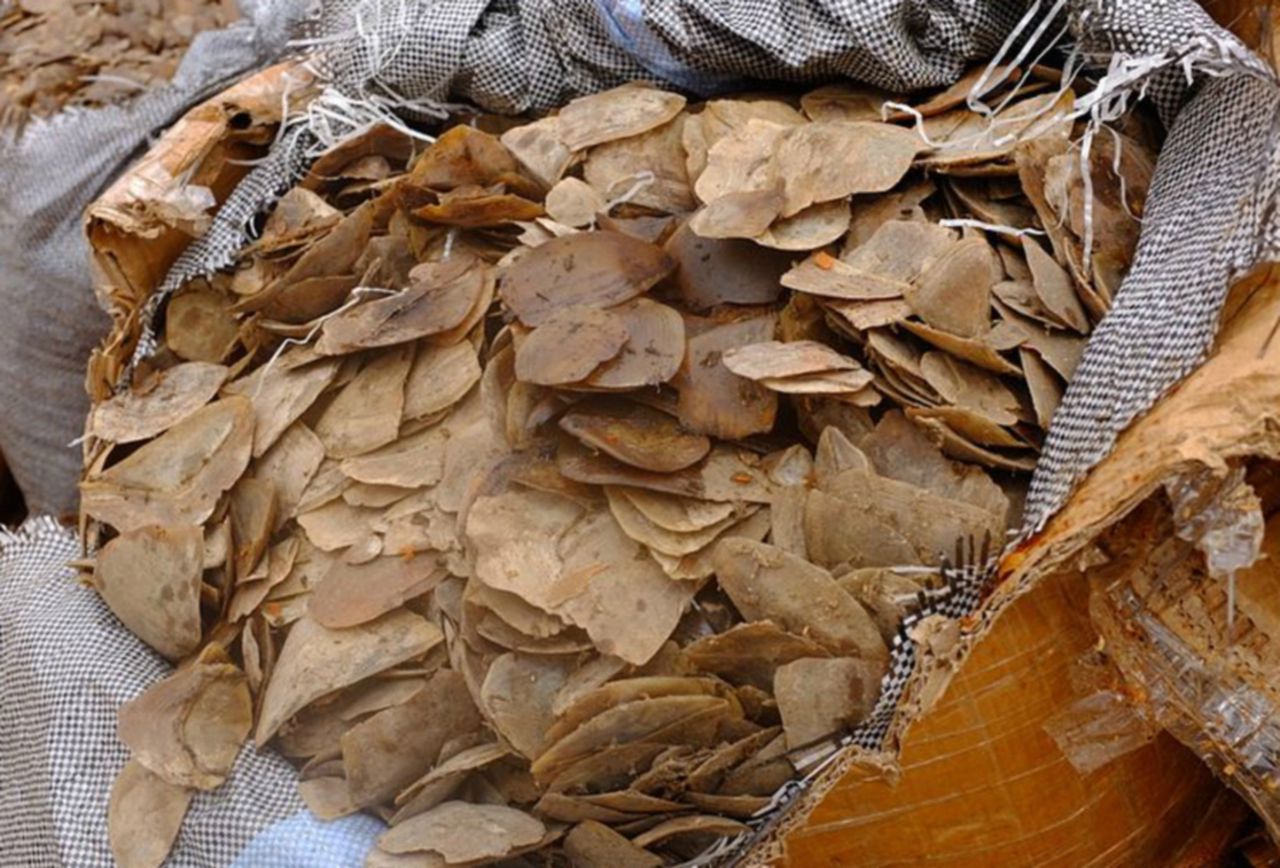 Wildlife trafficking is a large issue in Vietnam, image via New Straits Times