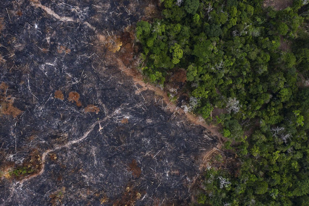 Scientists say immediate action must be taken to save the forest, image via AP