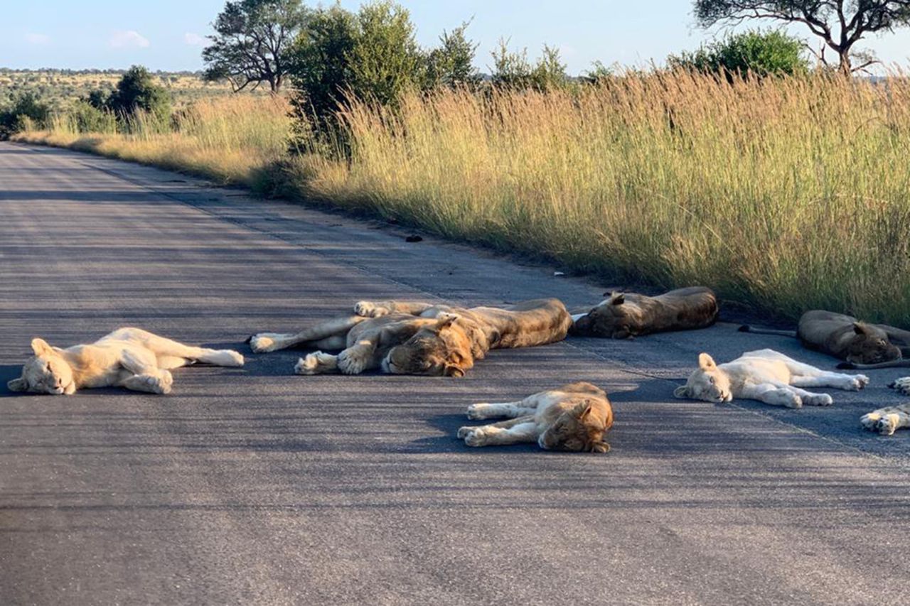 Wild animals are reclaiming cities and streets during coronavirus lockdown
