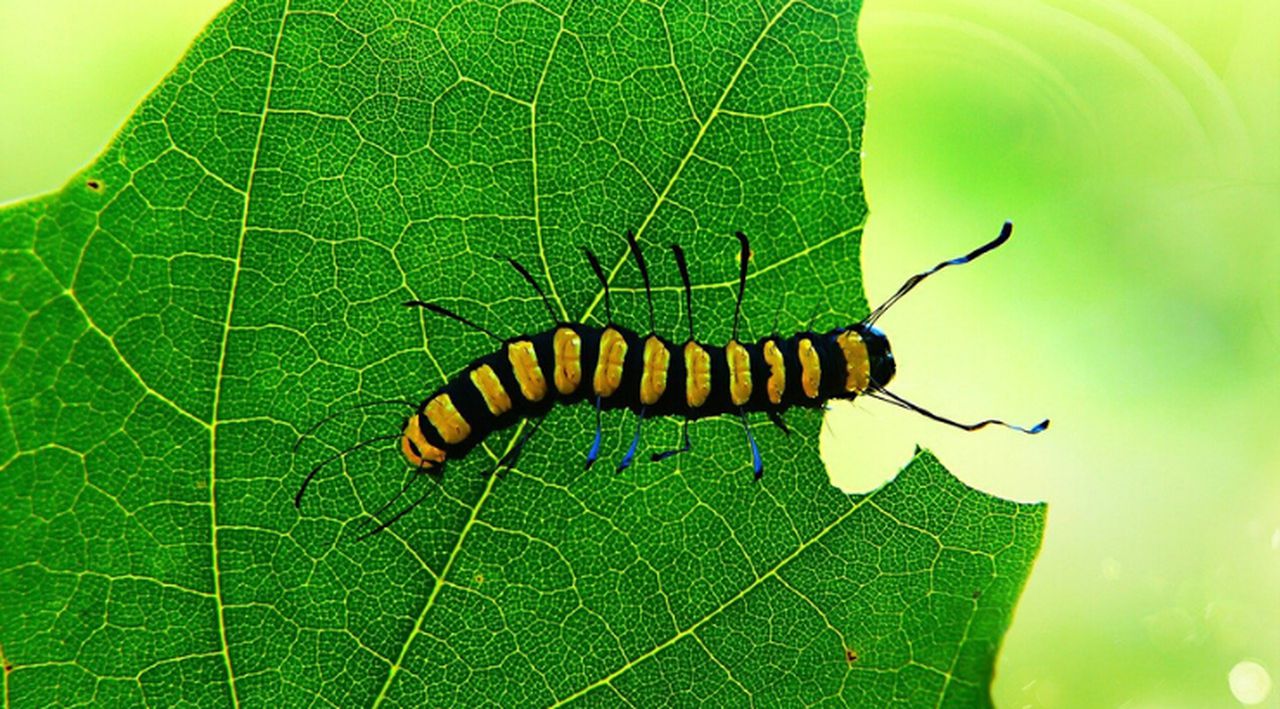 Research has found plants may not be as silent as previously thought, and react audibly when distressed. Image via Creative Commons.