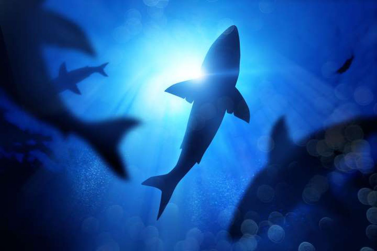 Large fish such as sharks and tuna may be at risk, image via Getty Images