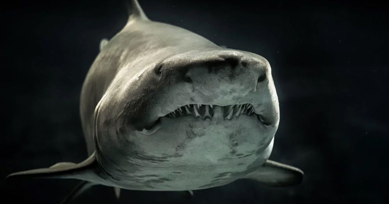 Shark fossils are rarely preserved, image via Pexels