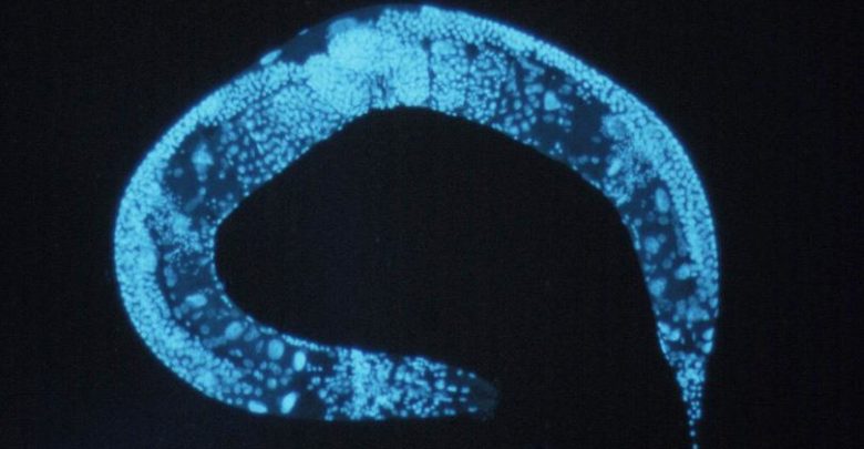 The technology has only been tested on worms so far, image via Wikimedia Commons