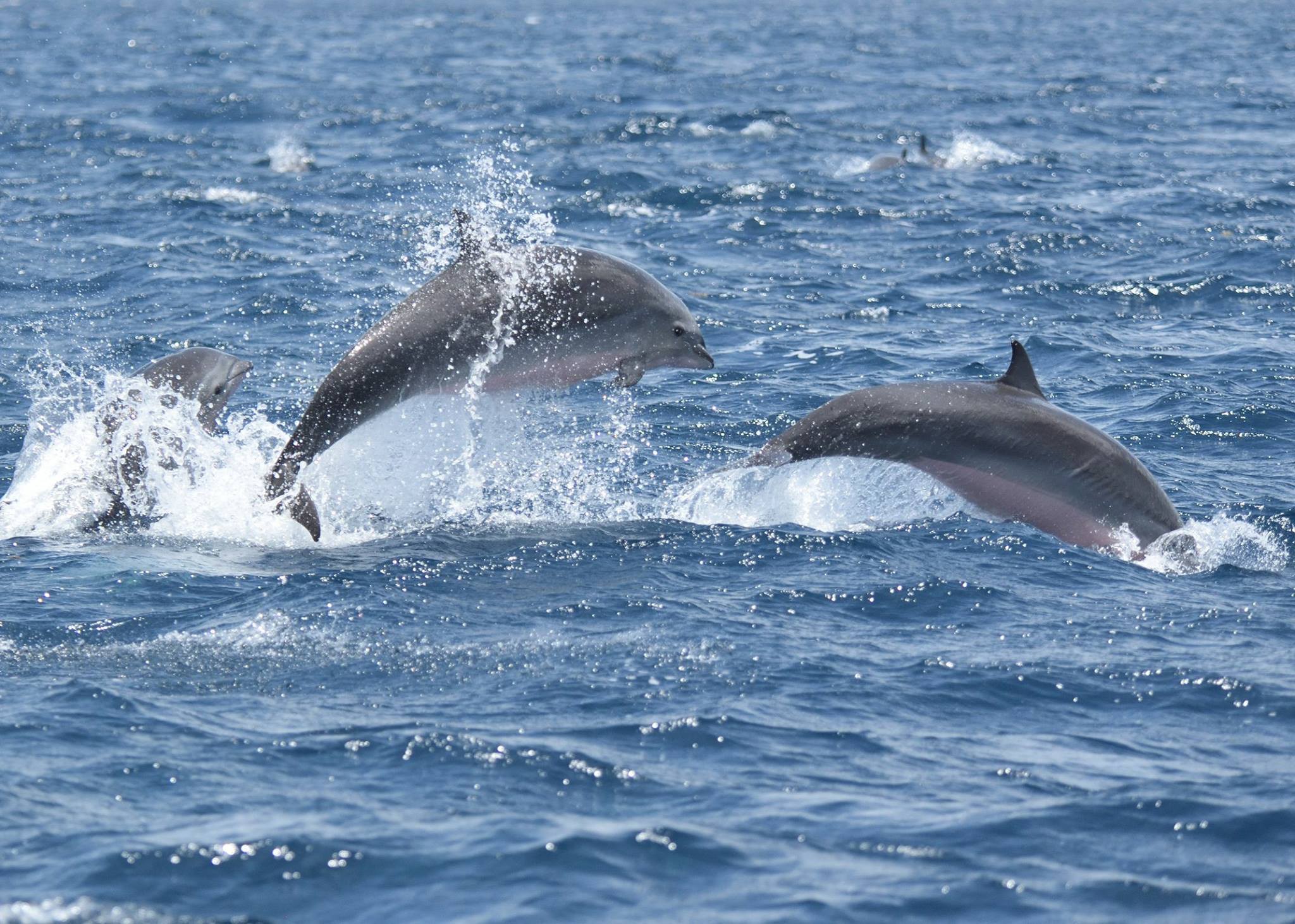 A study found that the use of nets in the fishing industry might be causing irrevocable damage to two dozen marine species. Image via Medium.