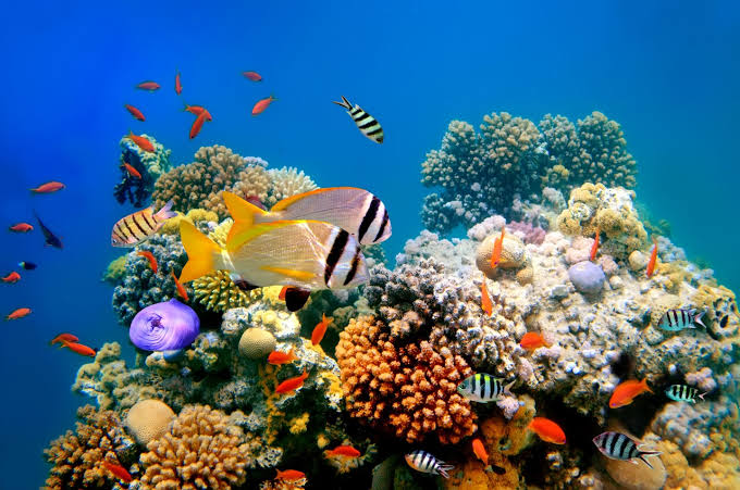 Loudspeakers broadcasting healthy sounds can help coral reef rehabilitation, study finds. Image via Vlad61.