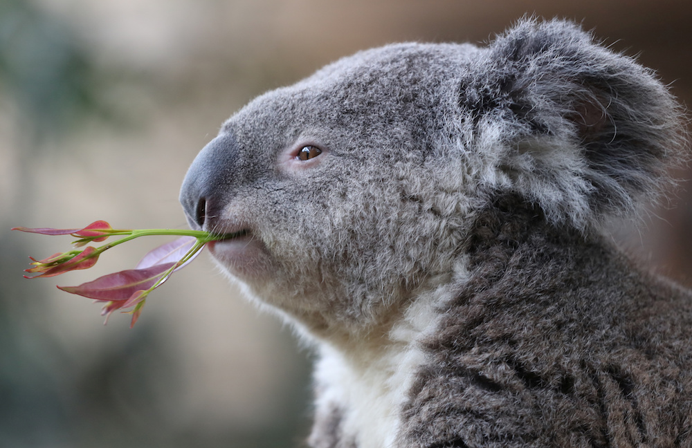 The species has already lost a large chunk of its habitat due to the fires, image via Reuters