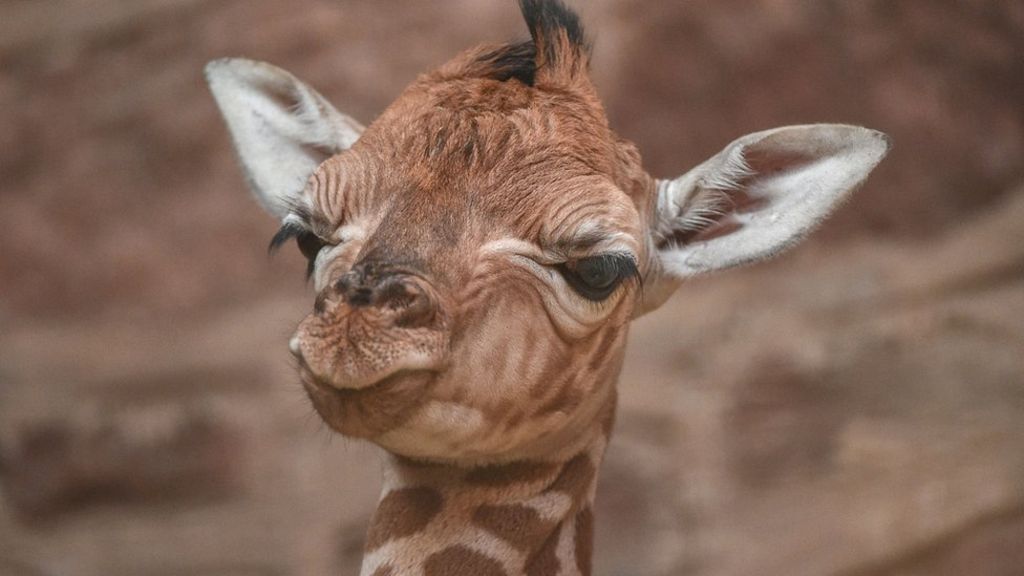 Chester Zoo to offer virtual zoo experience for free amid coronavirus lockdowns. Image via BBC.