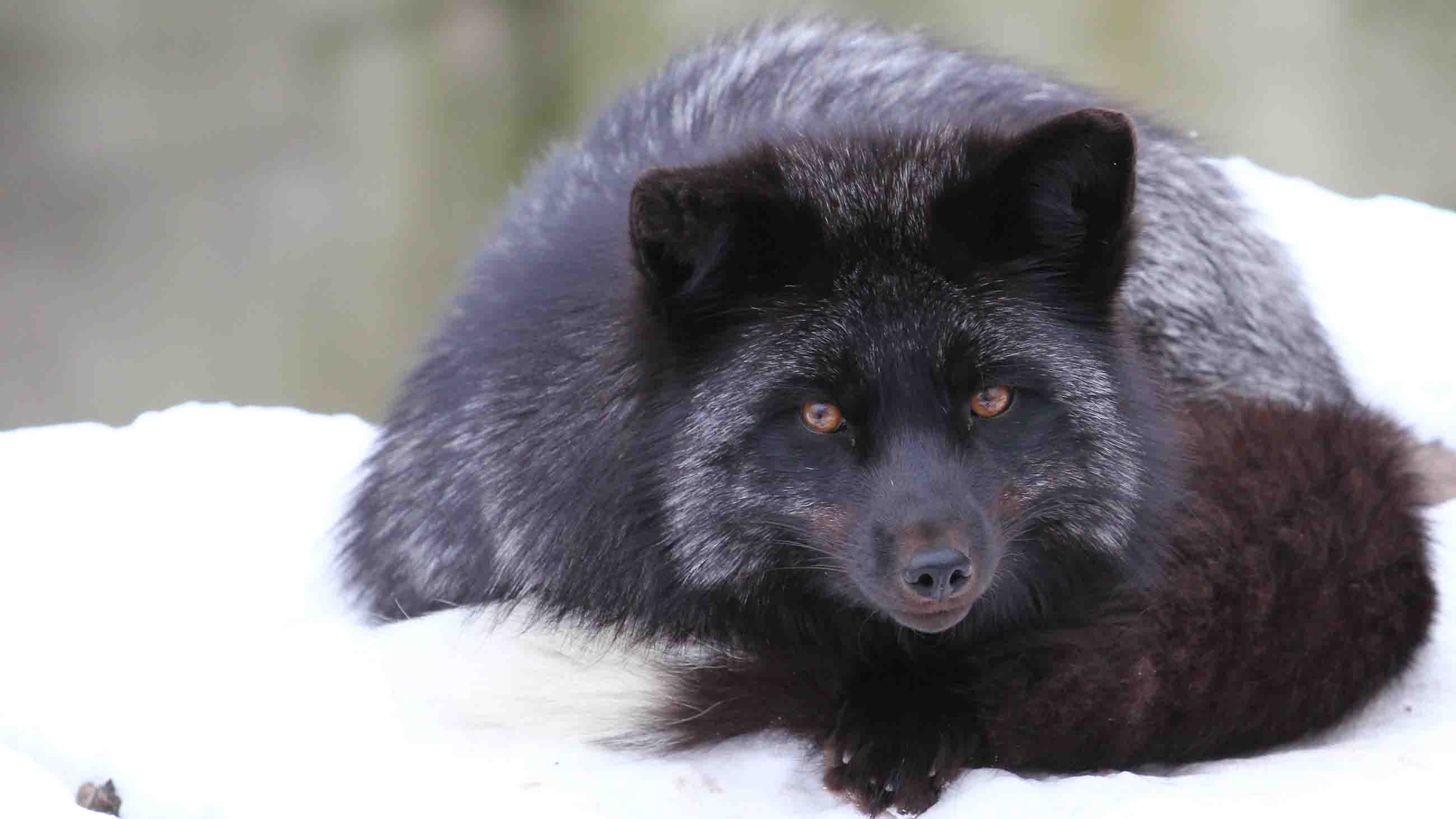 The 60-year study of silver foxes' domestication led researchers to question widely established domestication theories. Image via Undark.