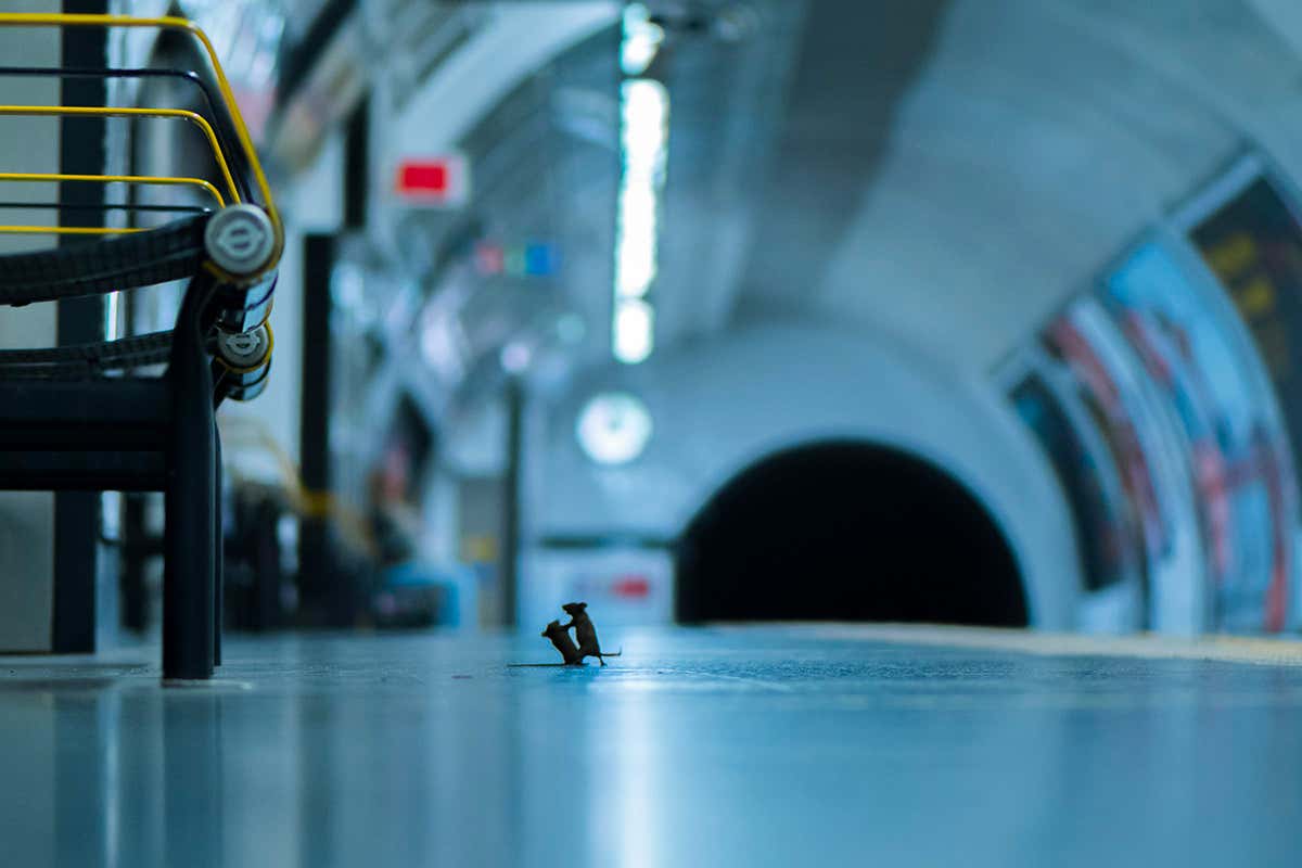 Sam Rowley wins LUMIX award for Wildlife Photographer of the Year for viral fighting mice photo. Image via New Scientist.