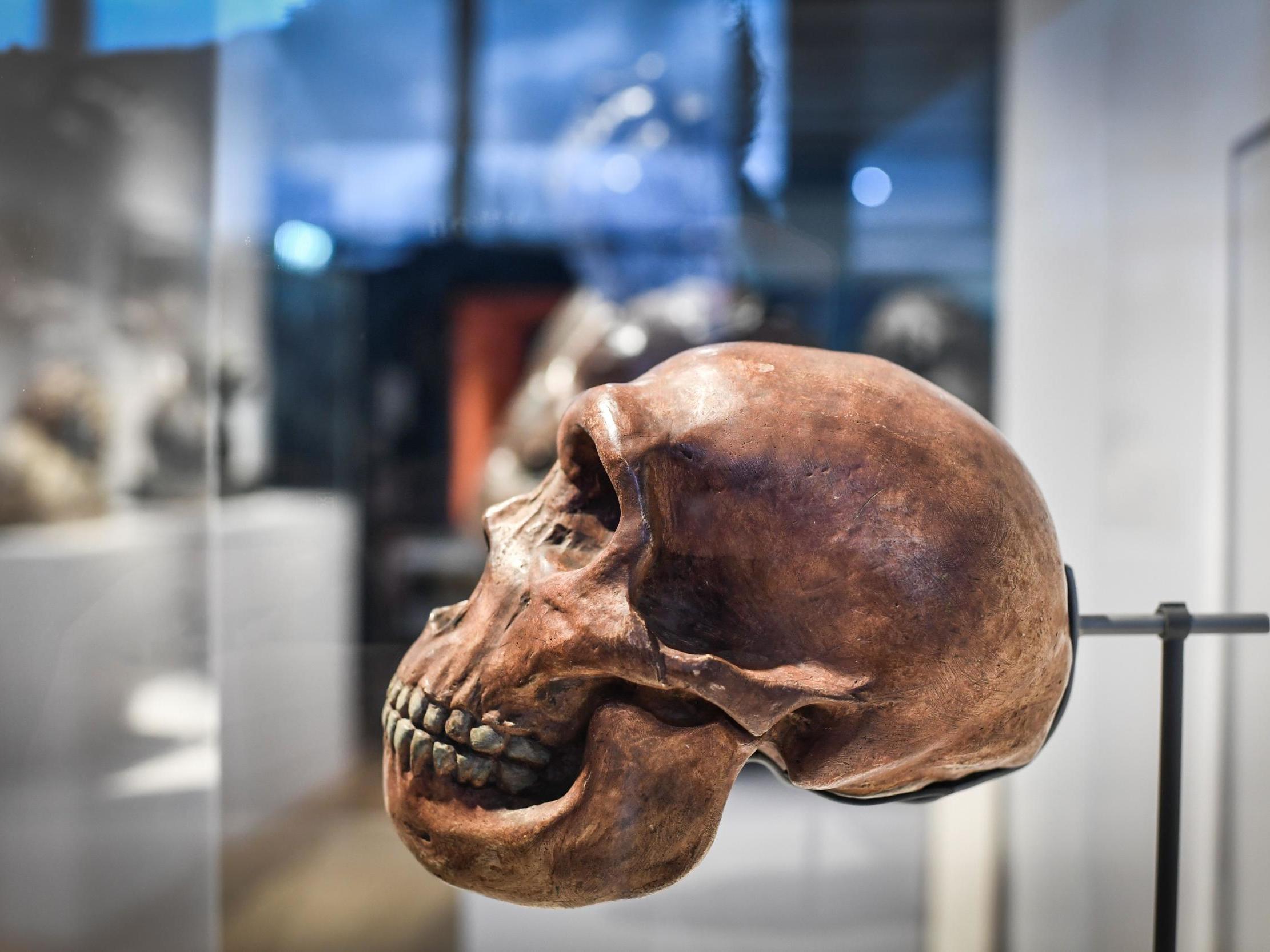 UCLA scientists have discovered a mysterious ancient human population. Image via The Independent.