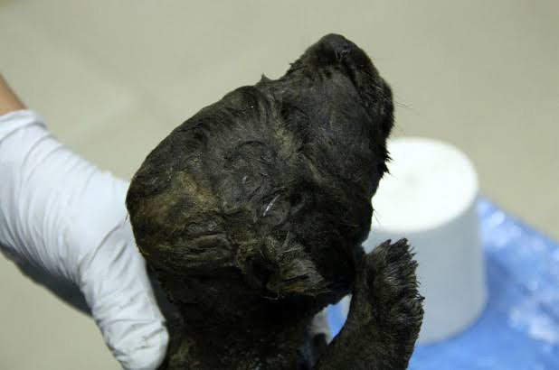 The dog may represent an evolutionary link between wolves and dogs, image via Twitter @love_dalen