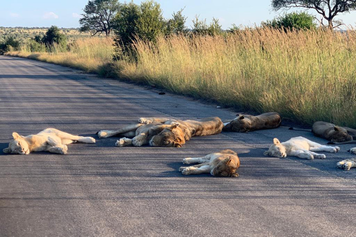 Wild animals are reclaiming cities and streets during coronavirus lockdown