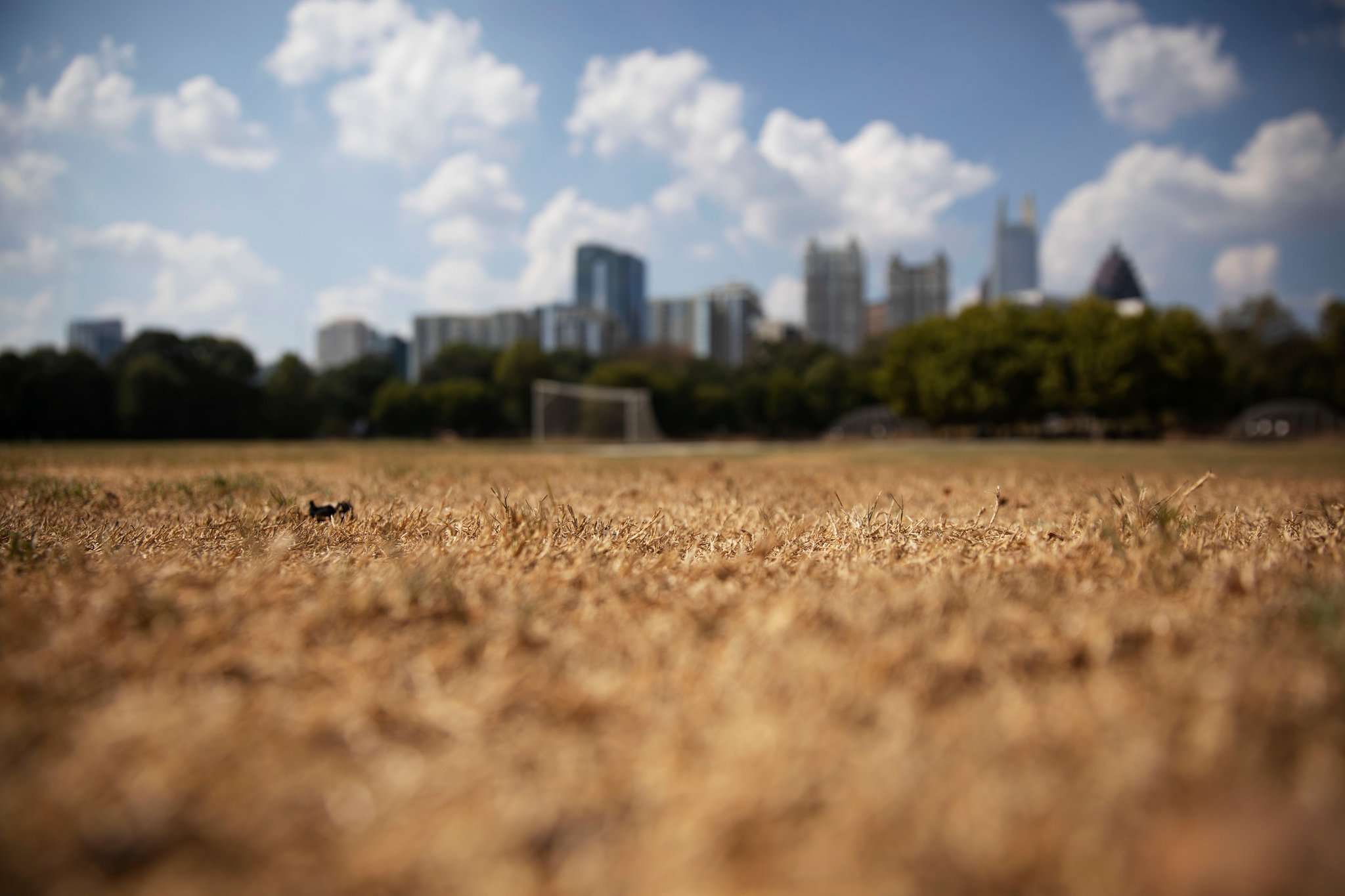 A recent study has found that springs may arrive early due to climate change, which in turn might make summers much drier and hotter. Image via New York Times.