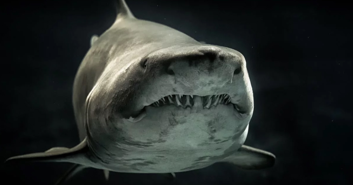 Shark fossils are rarely preserved, image via Pexels