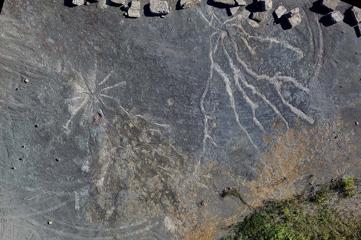 These trees are a few million years older than any tree ever found, image via William Stein & Christopher Berry